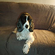 Lucky participe au concours pour gagner de l'argent avec cette photo : dog, cocker_spaniel, black_and_white, pet, indoor, couch, fur, long_ears, relaxed, animal, companion, cute, home, portrait, sitting, cozy, furniture, domestic_animal, calm, fluffy