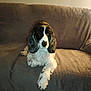 dog, cocker_spaniel, black_and_white, pet, indoor, couch, fur, long_ears, relaxed, animal, companion, cute, home, portrait, sitting, cozy, furniture, domestic_animal, calm, fluffy