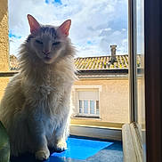 Bonhomme a rejoint le concours — aidez-le/la à gagner de superbes lots ! animal, blue_surface, building, cat, cloudy_sky, daylight, domestic_animal, feline, fluffy, fur, house, outdoor, pet, roof, sitting, sunlight, white_cat, window, window_frame, windowsill