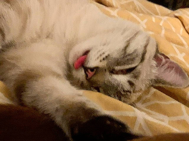 Millow a rejoint le concours — aidez-le/la à gagner de superbes lots ! american_shorthair, asian, carnivore, cat, claw, ear, european_shorthair, eye, facial_expression, felidae, fur, kitten, mammal, nap, nose, paw, sleep, small_to_medium_sized_cats, snout, whiskers