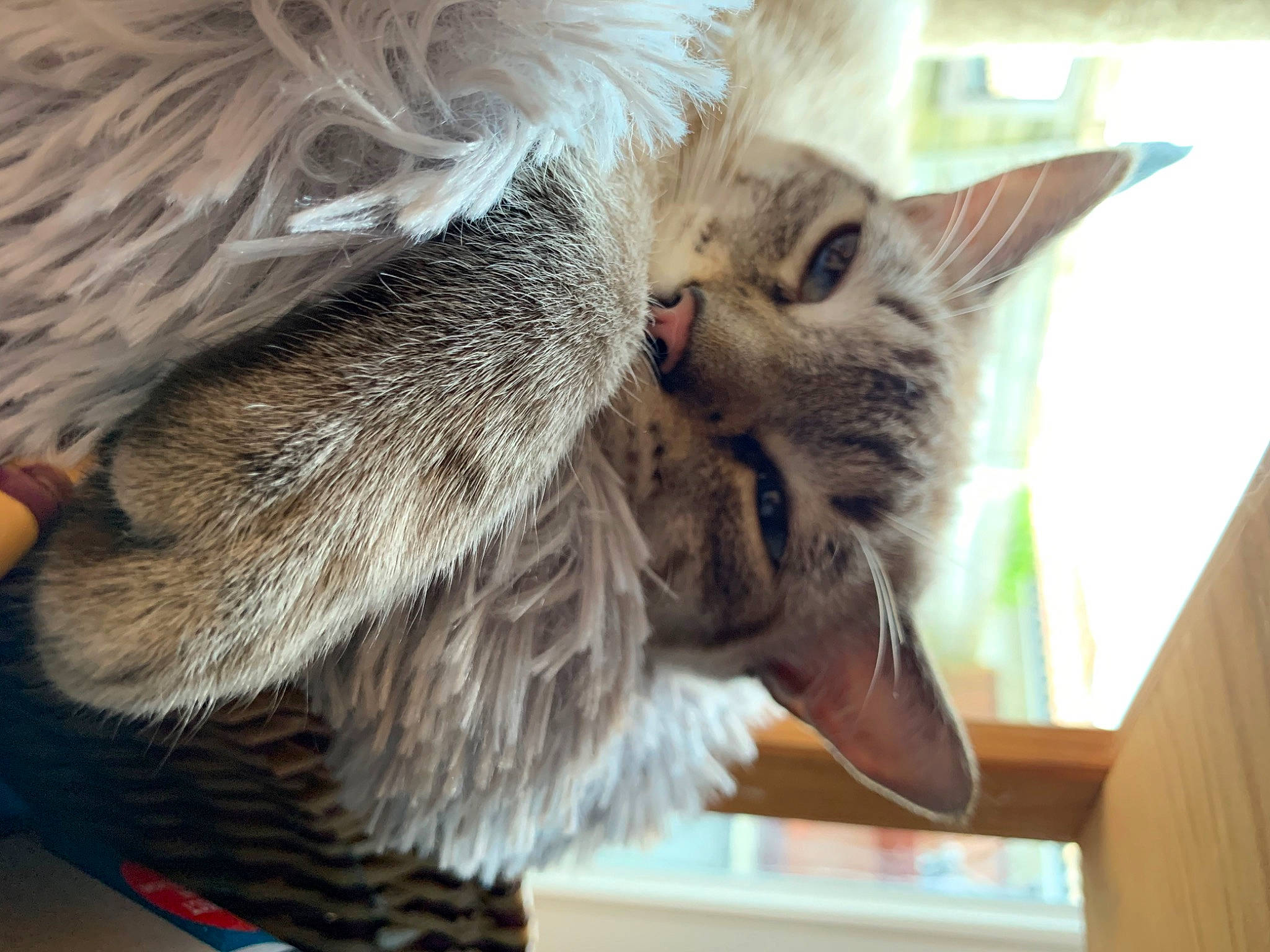 Millow a rejoint le concours — aidez-le/la à gagner de superbes lots ! asian, carnivore, cat, dragon_li, ear, european_shorthair, felidae, fur, kitten, maine_coon, norwegian_forest_cat, nose, pixie_bob, small_to_medium_sized_cats, tabby_cat, whiskers