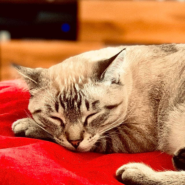 Millow participe au concours pour gagner de l'argent avec cette photo : american_shorthair, asian, carnivore, cat, domestic_short_haired_cat, dragon_li, european_shorthair, felidae, fur, kitten, mammal, nap, sleep, small_to_medium_sized_cats, snout, tabby_cat, whiskers