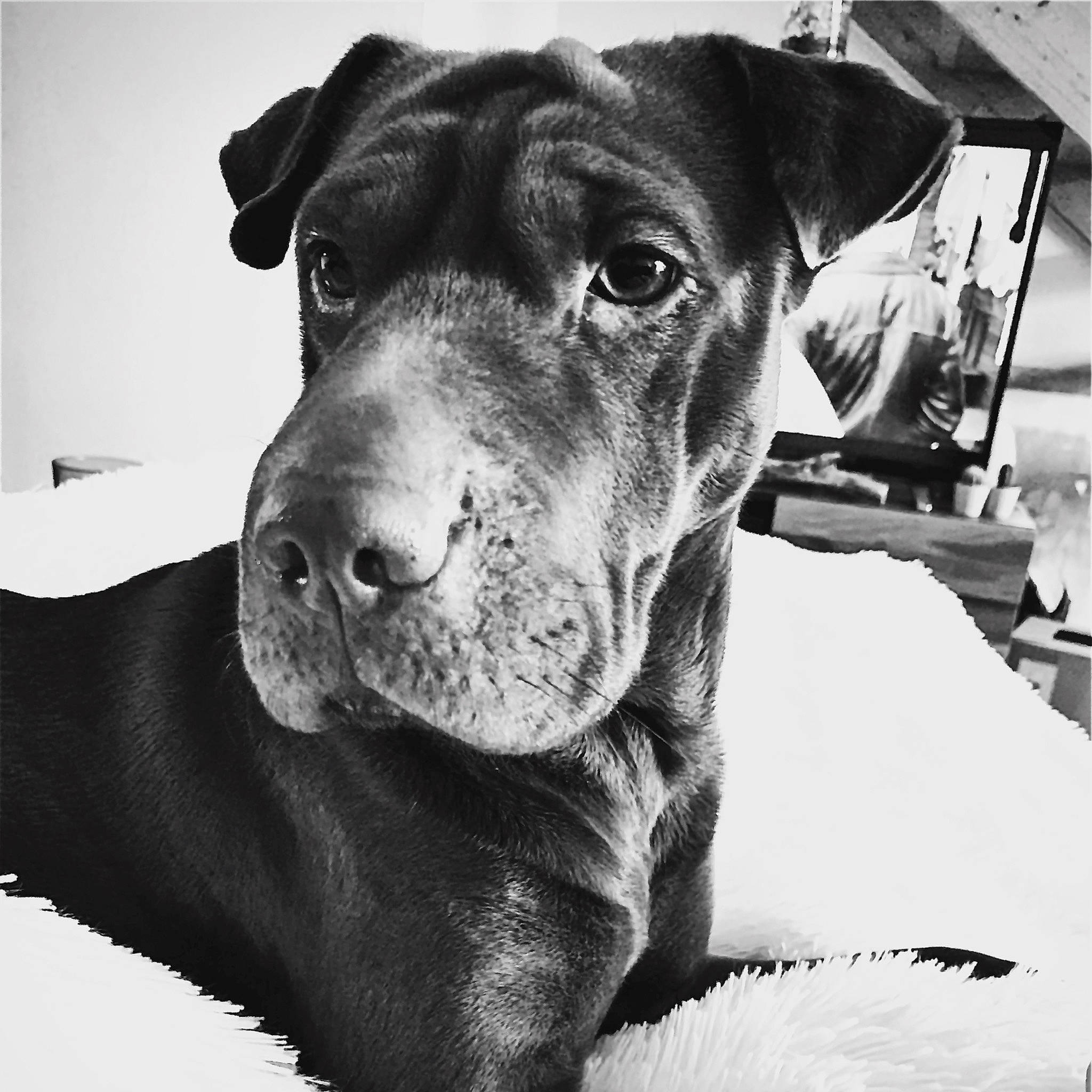 Missy participe au concours pour gagner de l'argent avec cette photo : american_pit_bull_terrier, black_and_white, canidae, carnivore, dog, dog_breed, drawing, ear, fawn, great_dane, labrador_retriever, mammal, molosser, non_sporting_group, snout, sporting_group, vertebrate, whiskers