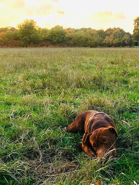 Missy participe au concours pour gagner de l'argent avec cette photo : adaptation, canidae, carnivore, dog, dog_breed, grass, grassland, hound, hunting_dog, meadow, pasture, sporting_group, vizsla