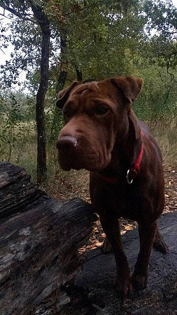 Missy participe au concours pour gagner de l'argent avec cette photo : bandog, boerboel, cane_corso, canidae, carnivore, dog, dog_breed, dogue_de_bordeaux, fawn, mammal, molosser, non_sporting_group, shar_pei, snout, sporting_group, vertebrate