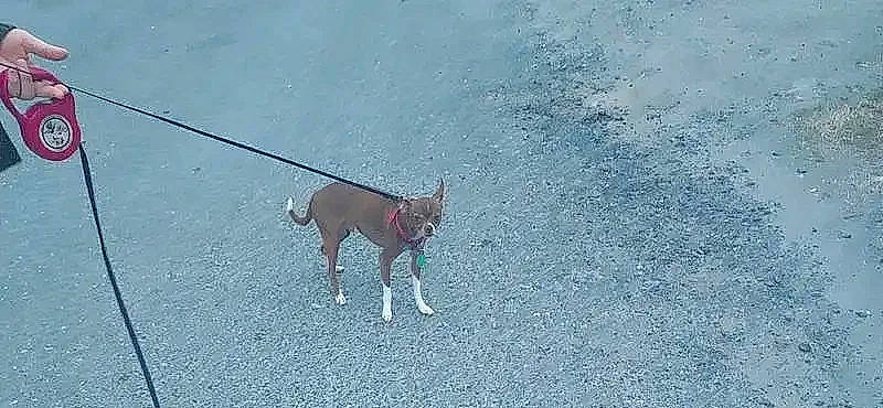 Tiny is registered to the contest to win money with this photo: canidae, carnivore, collar, companion_dog, dog, dog_breed, dog_collar, dog_supply, dog_walking, electric_blue, fashion_accessory, fawn, leash, pet_supply, road_surface, sporting_group, tail, terrestrial_animal, tracking_trial, working_animal