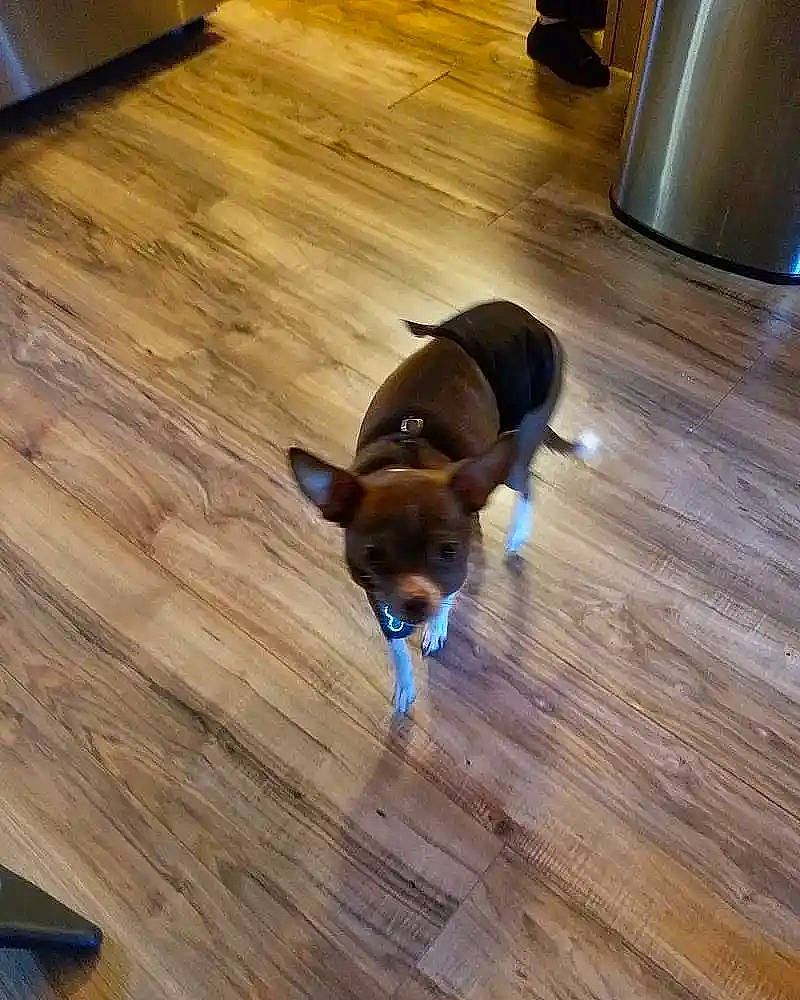 Tiny joined the competition — help win amazing prizes! brown, carnivore, companion_dog, dog, dog_breed, fawn, floor, flooring, hardwood, laminate_flooring, plank, plywood, tail, toy_dog, varnish, waste_container, wood, wood_flooring, wood_stain, working_animal