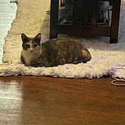 Bougie Girl joined the competition — help win amazing prizes! cat, fluffy_rug, wooden_floor, table, indoor, pet, animal, fur, relaxing, home, calm, domestic, feline, brown, grey, white, wood, cozy, resting, quiet