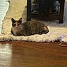 cat, fluffy_rug, wooden_floor, table, indoor, pet, animal, fur, relaxing, home, calm, domestic, feline, brown, grey, white, wood, cozy, resting, quiet