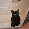 Osbourne joined the competition — help win amazing prizes! animal, bathroom, bathtub, black_cat, cat, clean, curious, cute, domestic, ears, edge, fur, indoor, looking, pet, shampoo, shower_curtain, sitting, whiskers, wide_eyes