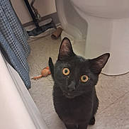 Osbourne joined the competition — help win amazing prizes! animal, bathroom, black_cat, cat, curious, cute, domestic_cat, ears, eyes, floor, fur, indoor, kitten, looking_up, pet, small, toilet, toilet_paper_roll, toy_mouse, whiskers