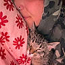 Pricilla And Jack joined the competition — help win amazing prizes! camo_pattern, cat, close_up, comfort, cozy, face, floral_pattern, hoodie, indoor, intimate, nose_ring, person, pet, pillow, red, resting, sleeping, snuggling, tabby_cat, warm