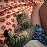 Pricilla And Jack is registered to the contest to win money with this photo: animal, bed, blanket, casual_clothing, cat, cozy, cute, floral_pattern, fur, home, indoor, legs, person, pet, plaid_shirt, relaxation, resting, sleeping, striped, tabby_cat