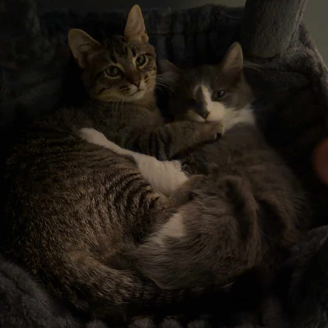 Pricilla And Jack is registered to the contest to win money with this photo: animal, cat, cat_tree, cats, companionship, cozy, cuddle, cute, ears, feline, fur, gray_cat, indoor, pet, plush, resting, sleepy, snuggling, tabby, whiskers