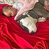 Lily joined the competition — help win amazing prizes! baby, blanket, child, collar, comfort, cozy, cute, dog, fur, indoor, nap, peaceful, pet, red_bedspread, resting, sleeping, snuggled, soft, together, warm