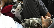 Lily is registered to the contest to win money with this photo: animal, black_blanket, companion, cozy, cuddle, cute, dog, domestic, gray_pants, indoor, lap, person, pet, puppy, relaxation, resting, tattoo, tattooed_arm, white_shirt, wooden_floor