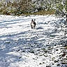 Lily is registered to the contest to win money with this photo: animal, bushes, canine, cold, daylight, dog, field, grass, happy, landscape, motion, nature, outdoor, pet, playful, running, snow, sunny, trees, winter