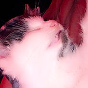 Oreo joined the competition — help win amazing prizes! cat, sleeping, close_up, white_fur, black_fur, feline, pet, cozy, soft, blanket, resting, indoor, animal, whiskers, ears, pink_light, blurred, furry, relaxed, cute