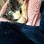 Oreo is registered to the contest to win money with this photo: cat, wet, towel, pink, blue, blanket, pet, fur, closeup, animal, indoors, cozy, face, whiskers, cute, resting, domestic, comfort, texture, portrait