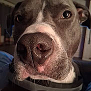 Chaos joined the competition — help win amazing prizes! dog, close_up, nose, indoor, pet, animal, whiskers, brown, white, curious, face, ears, collar, snout, fur, portrait, canine, domestic_animal, looking, muzzle