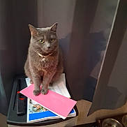 Blue joined the competition — help win amazing prizes! cat, gray_cat, pet, indoor, curtain, papers, envelope, plastic_drawer, shadow, floor_vent, food_bowl, furniture, domestic_animal, cute, sitting, fur, whiskers, ears, eyes, collar