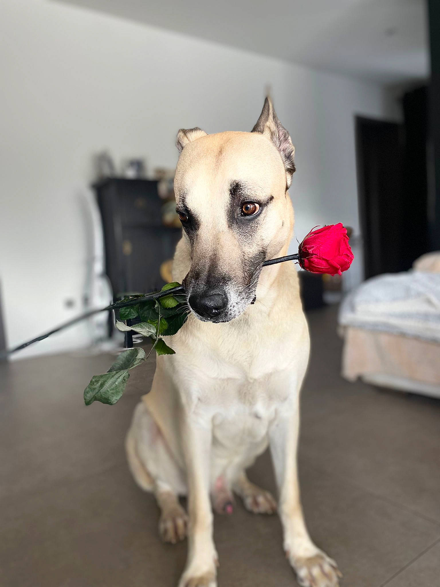 Mango participe au concours pour gagner de l'argent avec cette photo : canidae, carnivore, collar, companion_dog, dog, dog_breed, dog_collar, dog_supply, fawn, flooring, flower, fur, pet_supply, petal, plant, snout, sporting_group, toy_dog, whiskers, working_animal