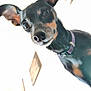 Titi a rejoint le concours — aidez-le/la à gagner de superbes lots ! dog, pet, black_dog, small_dog, ears, face, close_up, curious, collar, indoor, portrait, animal, canine, looking, attention, cute, friendly, domestic, muzzle, snout