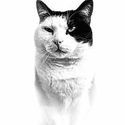 Titi participe au concours pour gagner de l'argent avec cette photo : cat, black_and_white, portrait, animal, feline, whiskers, close_up, soft_focus, high_key, fur, pet, muzzle, expression, domestic_cat, indoor, face, eye, black_fur, white_fur, whisker