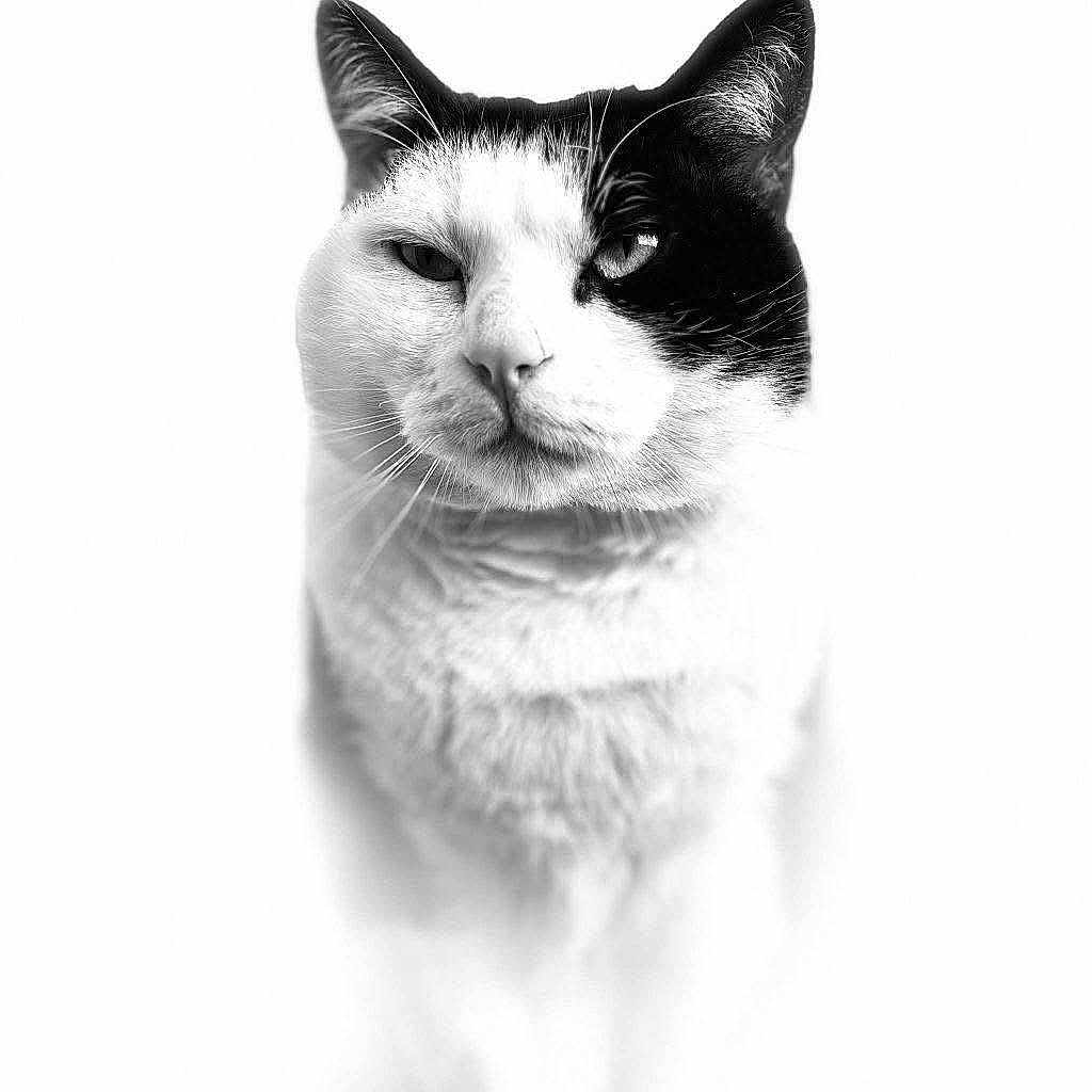 Titi participe au concours pour gagner de l'argent avec cette photo : cat, black_and_white, portrait, animal, feline, whiskers, close_up, soft_focus, high_key, fur, pet, muzzle, expression, domestic_cat, indoor, face, eye, black_fur, white_fur, whisker