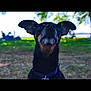 Pixie participe au concours pour gagner de l'argent avec cette photo : dog, animal, outdoor, park, grass, tree, pet, canine, black_dog, ears, collar, nature, summer, daytime, blurred_background, tent, people, grass_field, closeup, muzzle