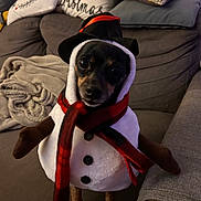 Pixie a rejoint le concours — aidez-le/la à gagner de superbes lots ! dog, costume, snowman, hat, scarf, couch, blanket, pillow, indoor, pet, holiday, christmas, small_dog, black_dog, brown_paws, furniture, cozy, cute, festive, animal