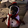 dog, costume, snowman, hat, scarf, couch, blanket, pillow, indoor, pet, holiday, christmas, small_dog, black_dog, brown_paws, furniture, cozy, cute, festive, animal