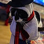 cat, black_and_white, costume, snowman, hat, scarf, indoor, table, blurred_background, animal, pet, whiskers, fur, closeup, holiday, winter, red, black, white, soft