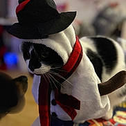 Minette a rejoint le concours — aidez-le/la à gagner de superbes lots ! cat, costume, snowman, hat, scarf, black_and_white_cat, animal, pet, indoor, curious, dog_face, blurred_background, table, holiday, cute, feline, whiskers, soft_toys, plush, closeup