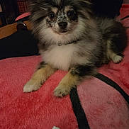 Cashmere is registered to the contest to win money with this photo: dog, fluffy, pomeranian, pet, indoor, blanket, pink, fur, cute, animal, companion, relaxed, face, looking, sitting, person, arm, clothing, home, cozy