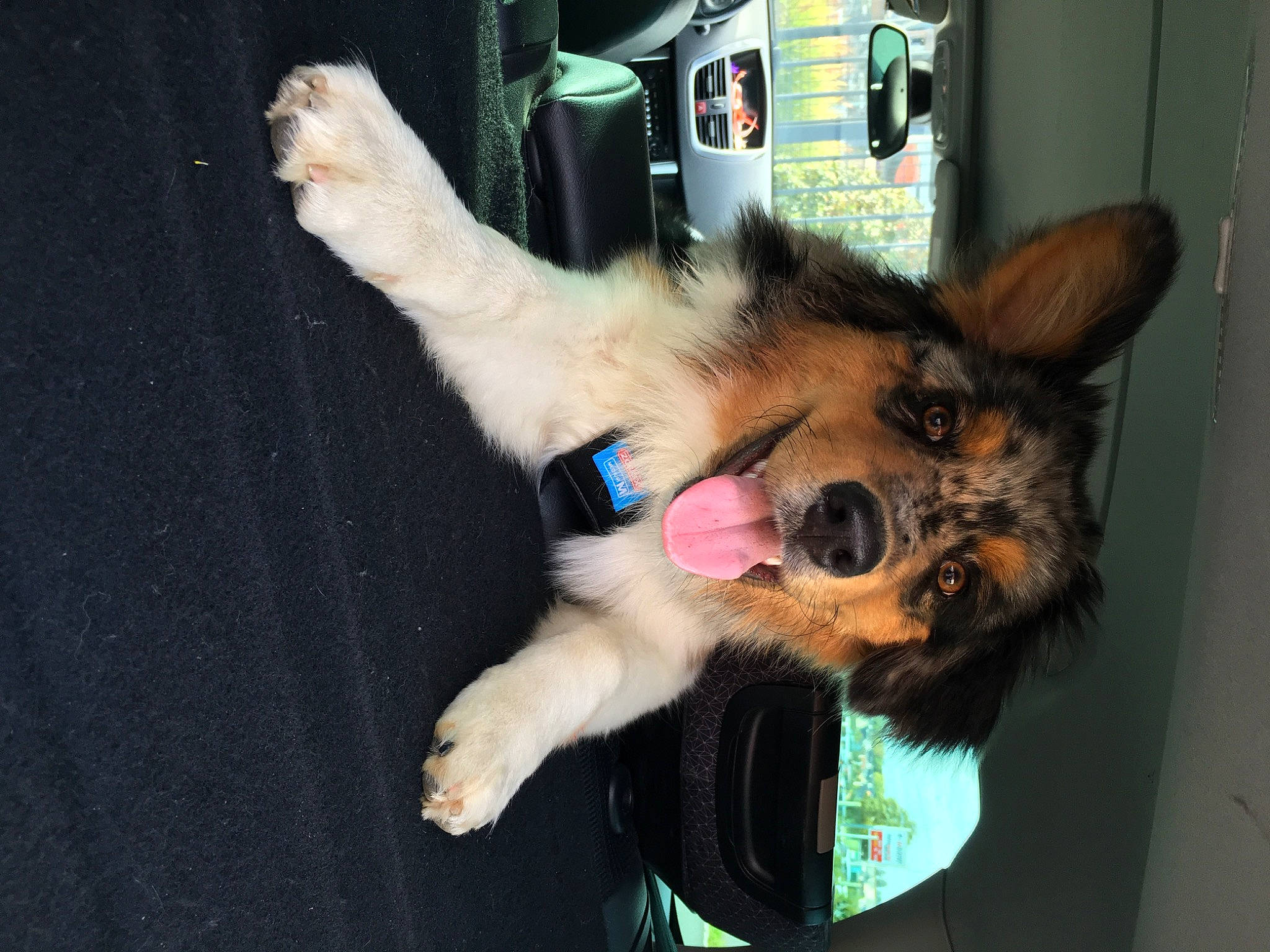 Lilas participe au concours pour gagner de l'argent avec cette photo : canidae, carnivore, claw, collar, companion_dog, dog, dog_breed, dog_supply, fawn, felidae, fur, german_shepherd_dog, old_german_shepherd_dog, paw, small_to_medium_sized_cats, snout, sporting_group, tail, whiskers, working_animal