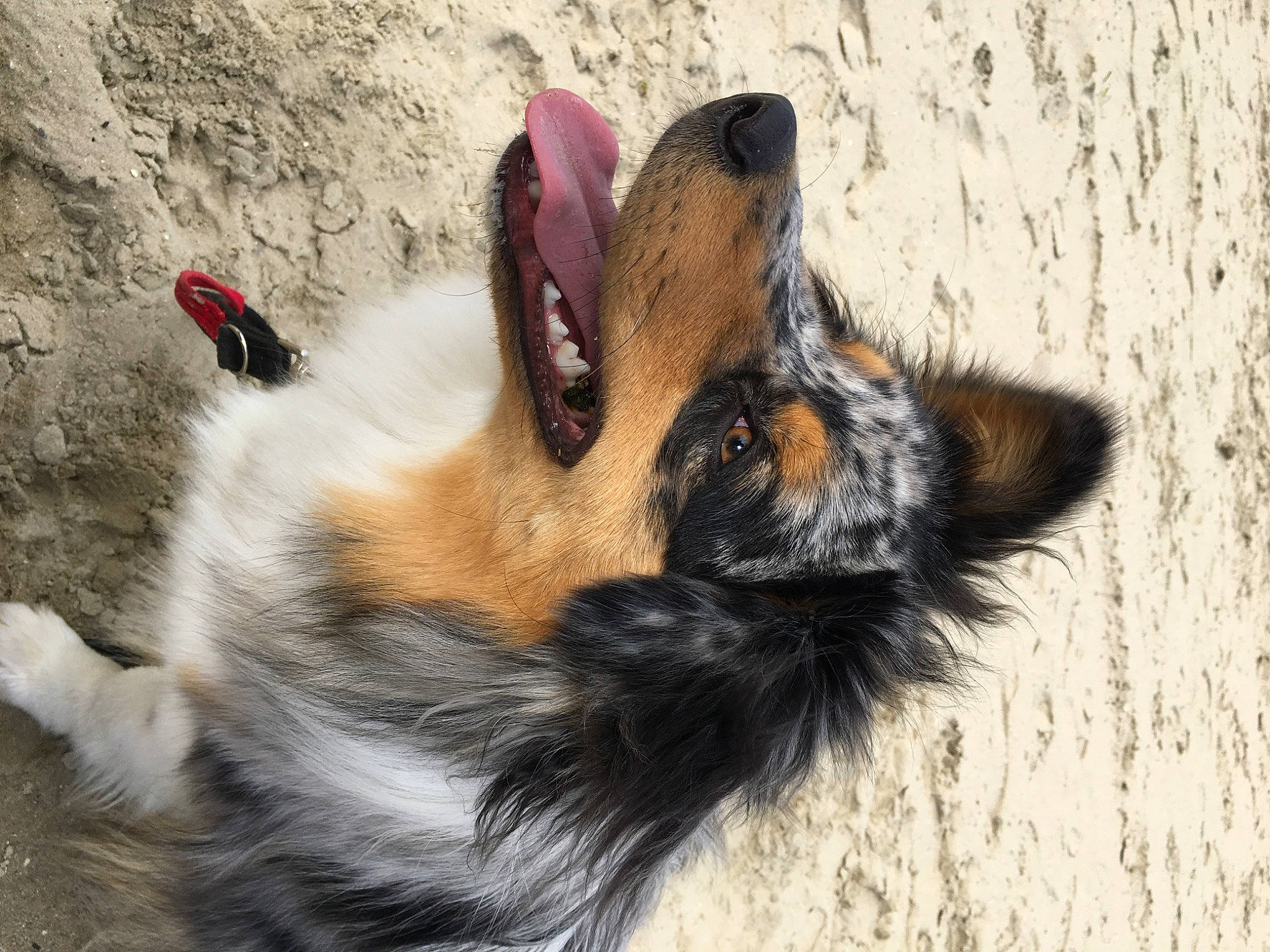 Lilas participe au concours pour gagner de l'argent avec cette photo : canidae, carnivore, claw, companion_dog, dog, dog_breed, east_european_shepherd, fur, german_shepherd_dog, herding_dog, king_shepherd, old_german_shepherd_dog, paw, snout, sporting_group, street_dog, terrestrial_animal, whiskers, working_animal, working_dog