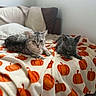 Sialu Et Maya a rejoint le concours — aidez-le/la à gagner de superbes lots ! animal, autumn, bed, bedroom, blanket, cat, cats, couch, cozy, domestic_animal, feline, gray_cat, indoors, lying_down, pet, portrait, pumpkin_pattern, short_hair, sitting, tabby