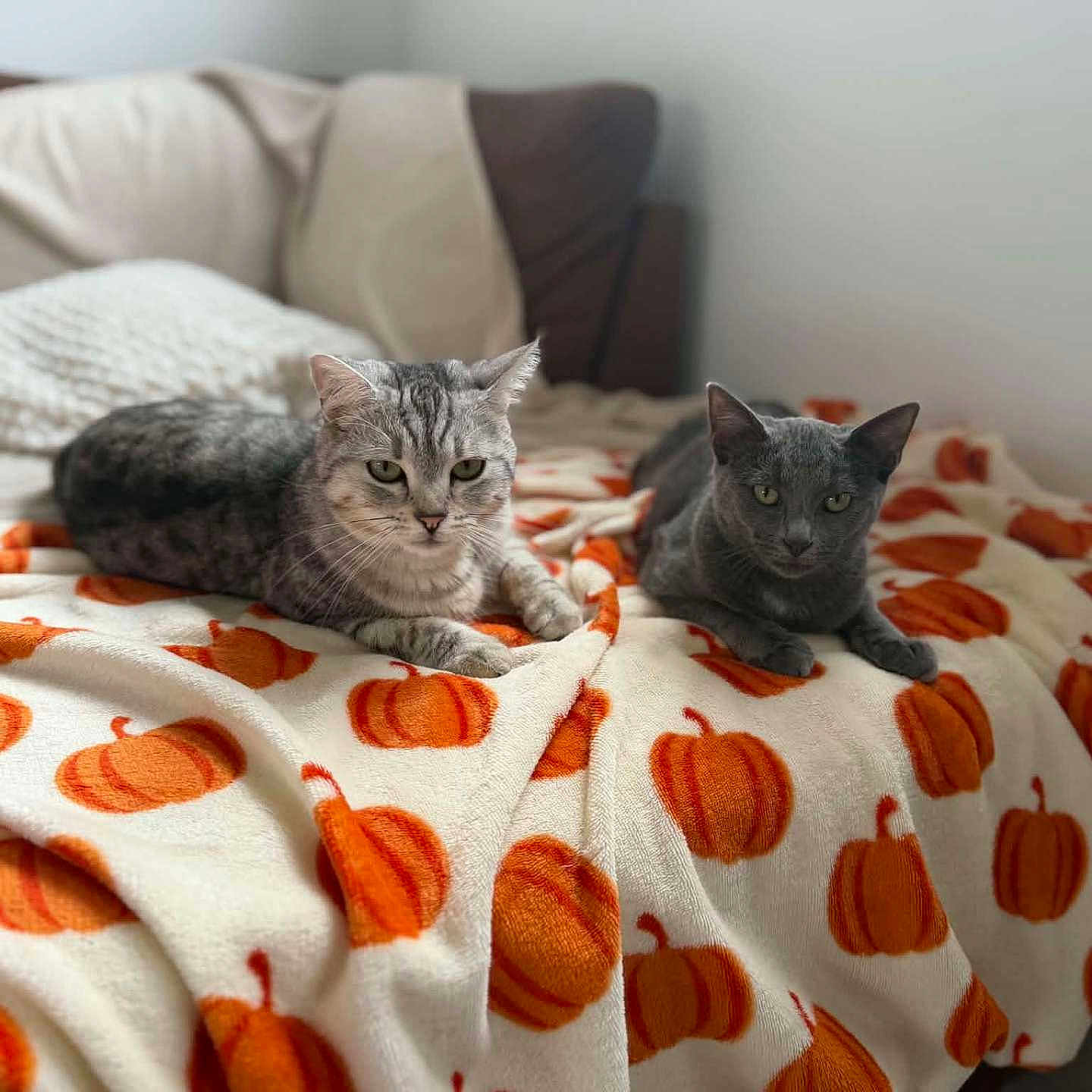 Sialu Et Maya a rejoint le concours — aidez-le/la à gagner de superbes lots ! animal, autumn, bed, bedroom, blanket, cat, cats, couch, cozy, domestic_animal, feline, gray_cat, indoors, lying_down, pet, portrait, pumpkin_pattern, short_hair, sitting, tabby