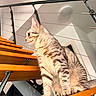 animal, architecture, cat, ears, folding_staircase, home, indoor, metal, orange_stairs, paws, pet, portrait, profile, railing, sitting, striped_fur, tabby, tail, whiskers, wood