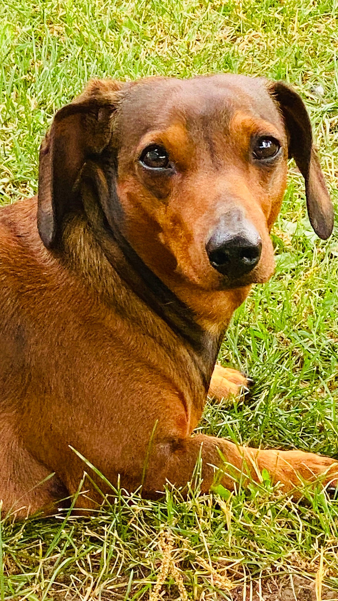 Max joined the competition — help win amazing prizes! canidae, carnivore, collar, companion_dog, dog, dog_breed, dog_collar, ear, eye, fawn, grass, hunting_dog, liver, plant, snout, sporting_group, terrestrial_animal, whiskers, working_animal, working_dog