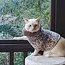 Kitty is registered to the contest to win money with this photo: animal, brown_pattern, cat, cat_tree, cozy, feline, foliage, home, indoor, knitwear, nature, outdoor, perched, pet, portrait, scratching_post, sitting, sweater, white_cat, window