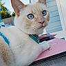 Kitty joined the competition — help win amazing prizes! animal, blue_eyes, cat, close_up, collar, cream_cat, ears, furniture, house, laptop, lying_down, outdoor, pet, photography, pink_notebook, portrait, siding, sitting, sunlight, whiskers