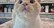 Kitty is registered to the contest to win money with this photo: animal, cat, close_up, countertop, cream_cat, cute, ears, eyes, feline, fur, home, indoors, kitchen, nose, paws, pet, photography, portrait, sitting, whiskers
