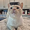 animal, cat, close_up, countertop, cream_cat, cute, ears, eyes, feline, fur, home, indoors, kitchen, nose, paws, pet, photography, portrait, sitting, whiskers
