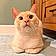Kitty