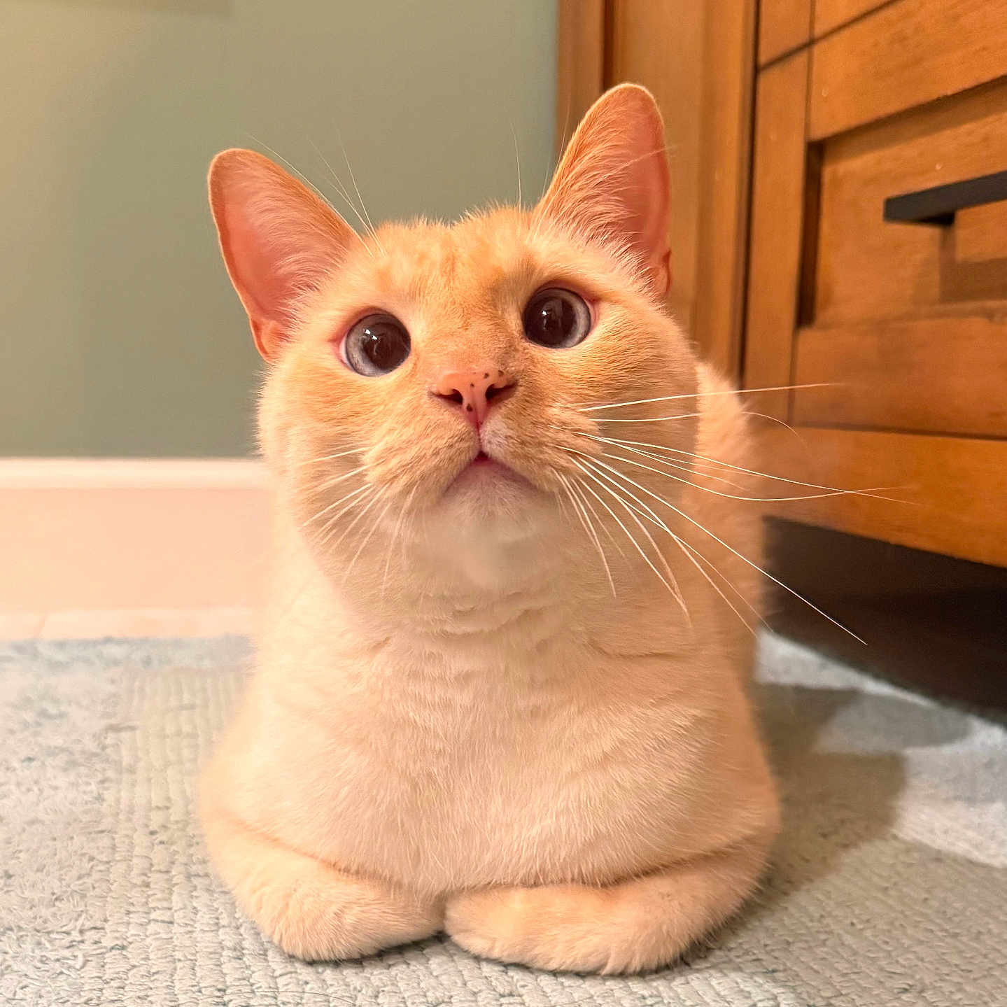 Kitty