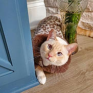 Kitty joined the competition — help win amazing prizes! animal, bamboo_plant, blue_door, blue_eyes, brown_fur, cat, cream_fur, curious, feline, flowerpot, indoor, kitten, paws, peeking, pet, pointed_ears, portrait, sitting, whiskers, wood_floor
