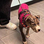 Smooth is registered to the contest to win money with this photo: dog, brindle, pit_bull, pet, pink_coat, harness, leash, walking, standing, indoor, tile_floor, human, sneaker, fashion, portrait, animal, short_hair, floppy_ears, snout, pet_clothing