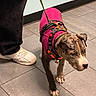 dog, brindle, pit_bull, pet, pink_coat, harness, leash, walking, standing, indoor, tile_floor, human, sneaker, fashion, portrait, animal, short_hair, floppy_ears, snout, pet_clothing
